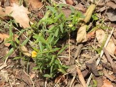 Zornia dyctiocarpa
