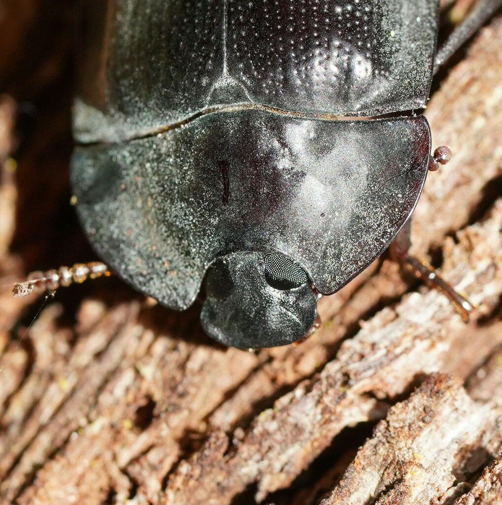 blue piedish beetles from Cardinia North, Victoria, Australia on