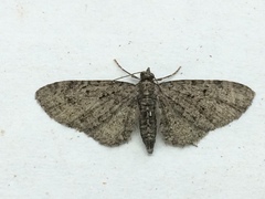 Eupithecia jejunata