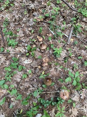 Amanita amerirubescens