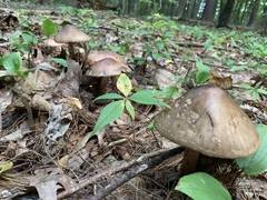 Amanita amerirubescens