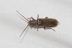 Arhopalus rusticus