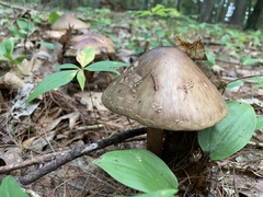 Amanita amerirubescens