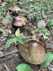 Amanita amerirubescens