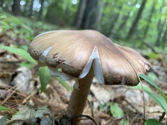 Amanita amerirubescens