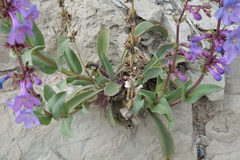 Penstemon osterhoutii