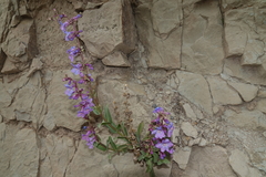 Penstemon osterhoutii