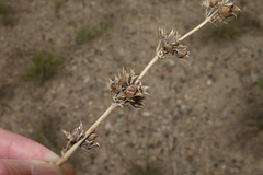 Penstemon osterhoutii
