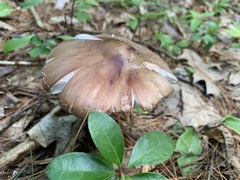 Amanita amerirubescens