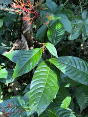 Palicourea crocea