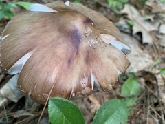 Amanita amerirubescens
