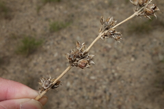 Penstemon osterhoutii