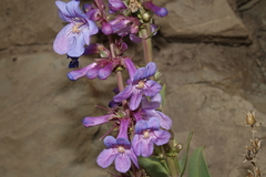Penstemon osterhoutii
