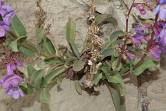 Penstemon osterhoutii