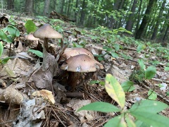 Amanita amerirubescens