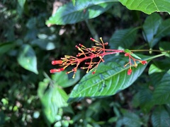 Palicourea crocea