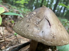 Amanita amerirubescens