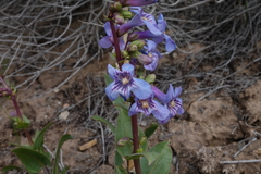 Penstemon osterhoutii