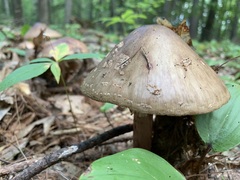 Amanita amerirubescens