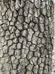 Diospyros virginiana