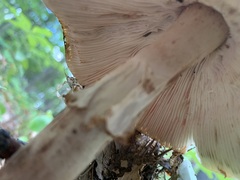 Amanita amerirubescens