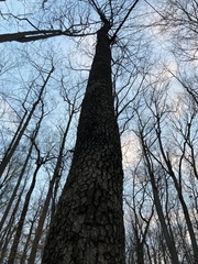Diospyros virginiana