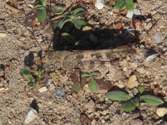 Spharagemon cristatum