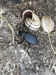 Blaps lusitanica
