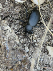 Blaps lusitanica