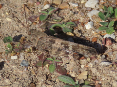 Spharagemon cristatum