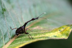 Paratrachelophorus foveostriatus