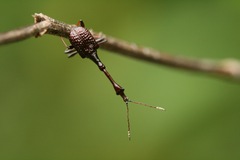 Paratrachelophorus foveostriatus