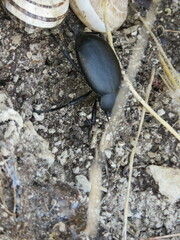 Blaps lusitanica