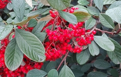Cotoneaster coriaceus