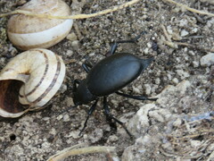 Blaps lusitanica