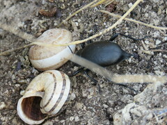 Blaps lusitanica
