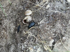 Blaps lusitanica