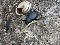 Blaps lusitanica