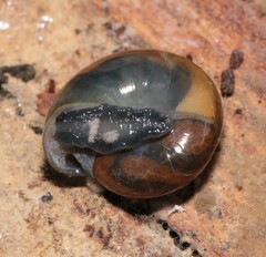 Morlina glabra