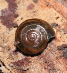 Morlina glabra