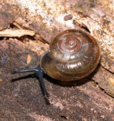 Morlina glabra