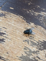 Calliphora