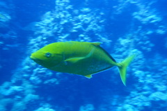 Flavocaranx bajad