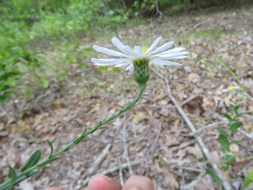 late purple aster (Symphyotrichum patens)