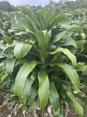 Dracaena fragrans