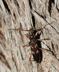 Coptocercus walkeri