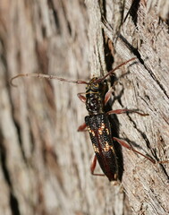 Coptocercus walkeri