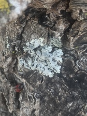 Physcia millegrana