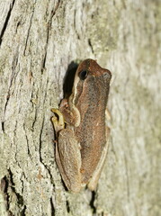 Litoria ewingii