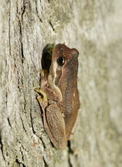 Litoria ewingii